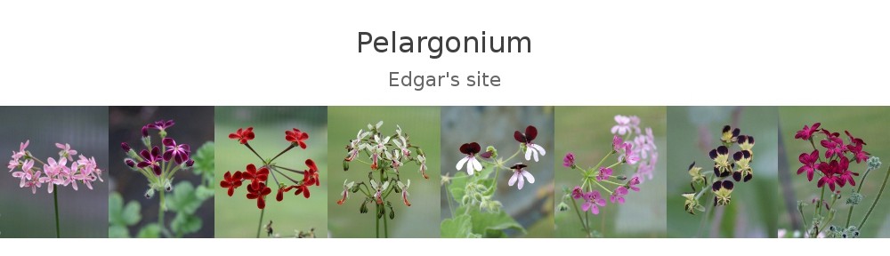Pelargonium – Edgar's site